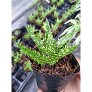 Sen đá hàm cá mập