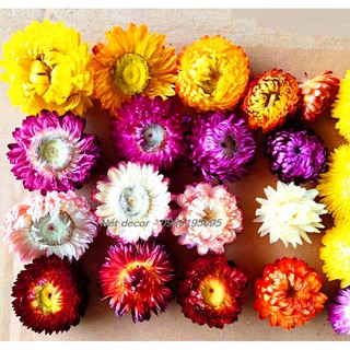 🌸Bông hoa cúc bất tử 🌸 hoa vĩnh cửu🌸trang trí phong cách vintage