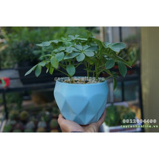 Chậu đáy kim cương chậu gốm sứ bát tràng trồng cây cảnh để bàn