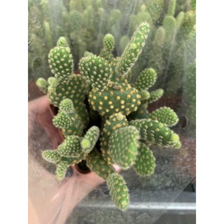 Xương rồng Tai Thỏ