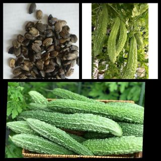 10 Hạt giống mướp đắng nhật bản