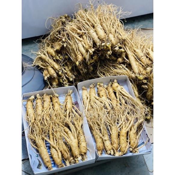 SÂM TƯƠI CHUẨN HÀN QUỐC 6NĂM TUỔI_LOẠI 10 CỦ/1KG