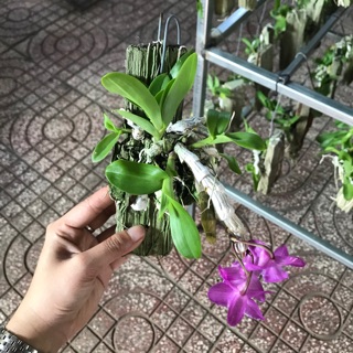 Trầm Hoa Tím Ghép Bảng Sẵn - Cây Đủ Tuổi Hoa