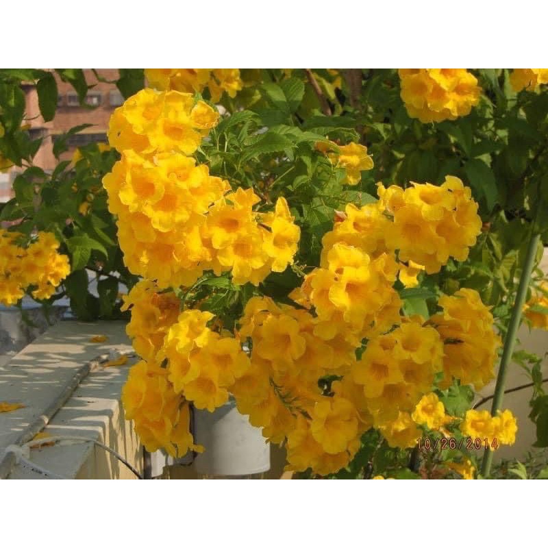 Cây huỳnh liên chuông vàng hoa quanh năm