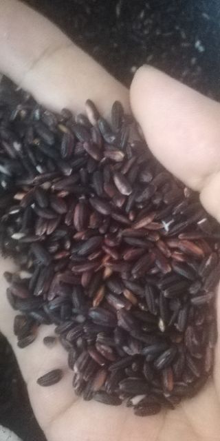 Gạo nếp cẩm Điện Biên. 33k/1kg (hàng loại 1) phí vận chuyển rẻ nhất. Hàng chuẩn Điện Biên. Bao trả hàng | BigBuy360 - bigbuy360.vn