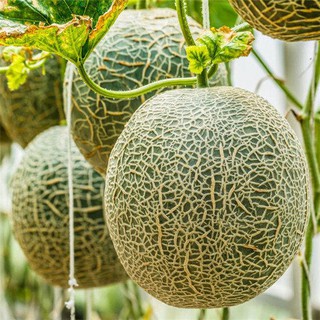Hạt giống dưa lưới