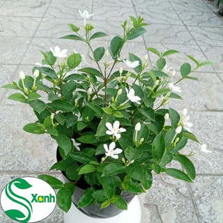 Mai Chỉ Thiên - Cây Cảnh Có Hoa