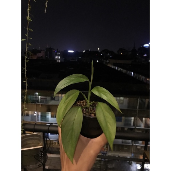 Monstera Acacoyaguensis