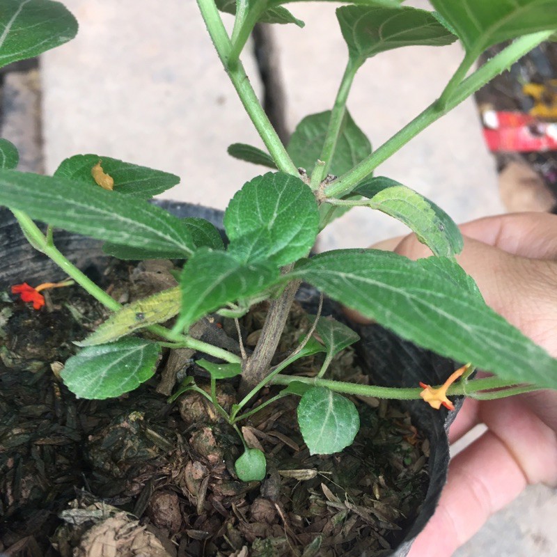 Cây Hoa Ngũ Sắc Vàng Cam Ra Hoa Quanh Năm