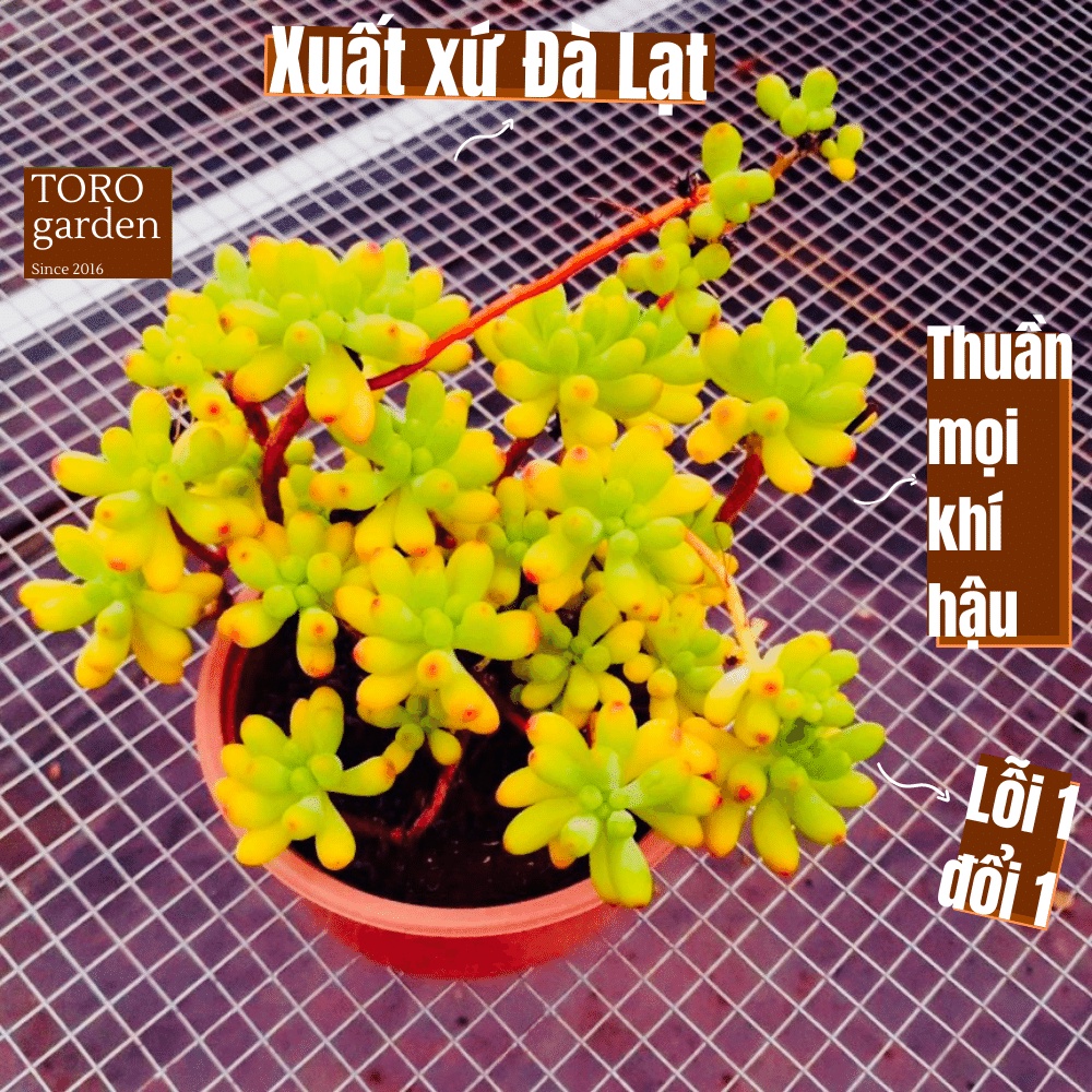 Sen đá thạch ngọc mĩ bụi to full nắng mưa Đà Lạt đường kính 15cm cây cảnh trang trí nhà cửa Toro garden