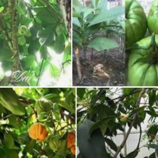 Cây tai chua giống