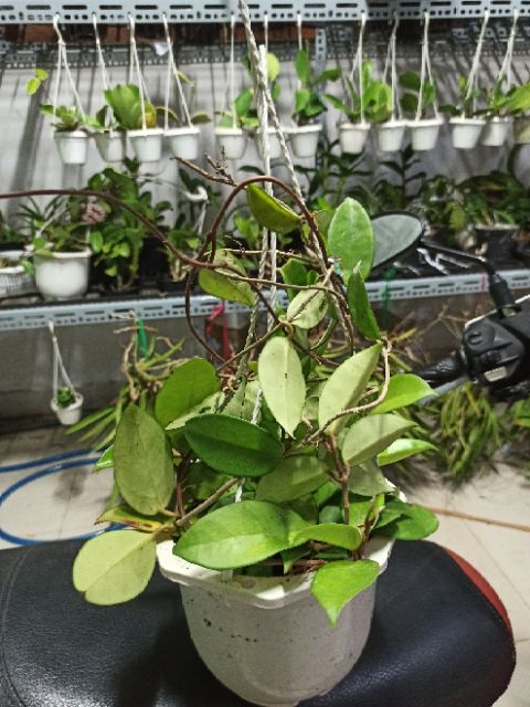 Lan cẩm cù hồng nhạt