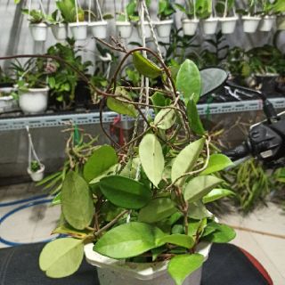 Lan cẩm cù hồng nhạt