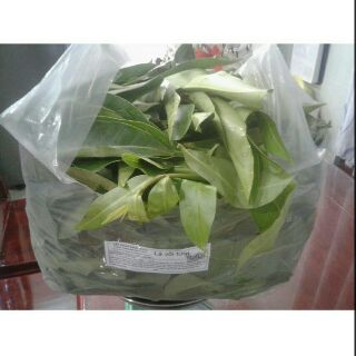 Lá vối tươi 500g