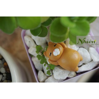 [Hình thật] MÈO LƯỜI - Phụ kiện Terrarium ĐL
