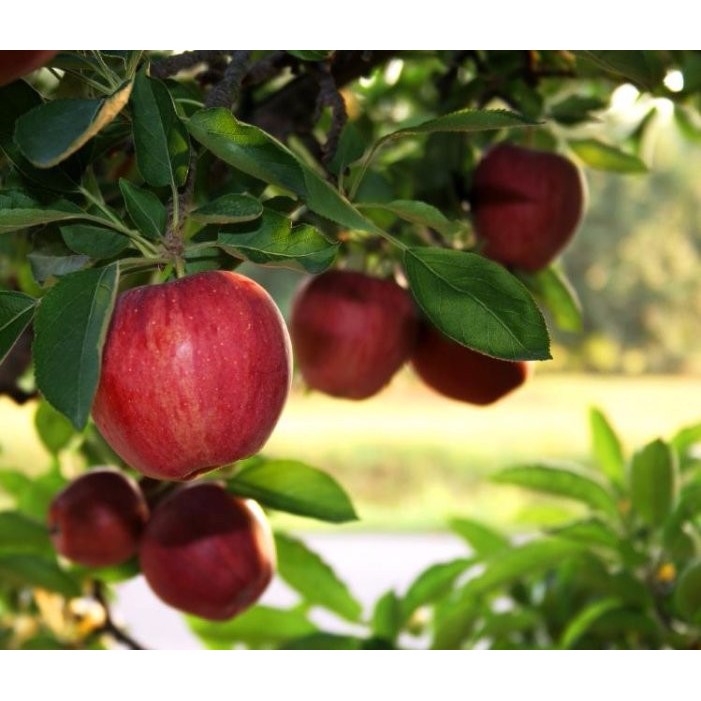 Hạt giống táo đỏ lùn gói 10-15 hạt F1