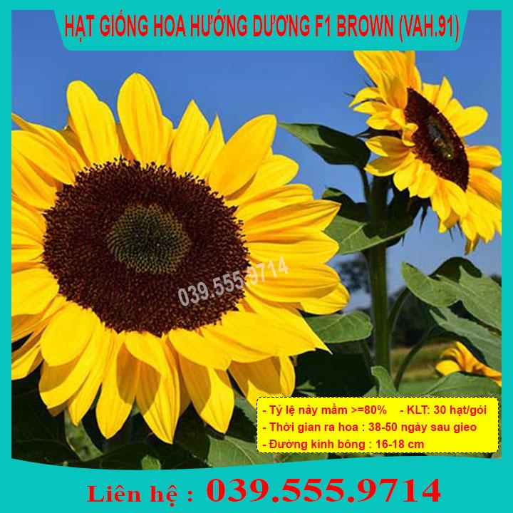 HẠT GIỐNG HOA HƯỚNG DƯƠNG BROWN DỄ TRỒNG, DỄ CHĂM, NẢY MẦM TỐT
