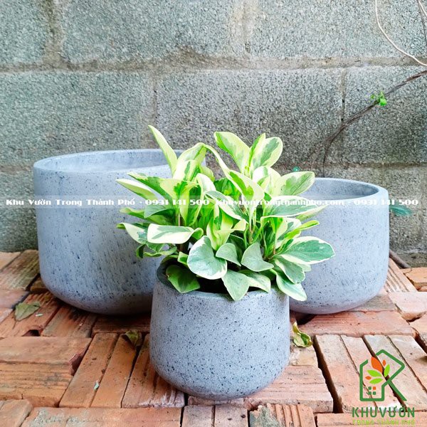 Chậu Đá Mài Bầu Thấp 22x20cm trồng cây nội thất, cây để bàn