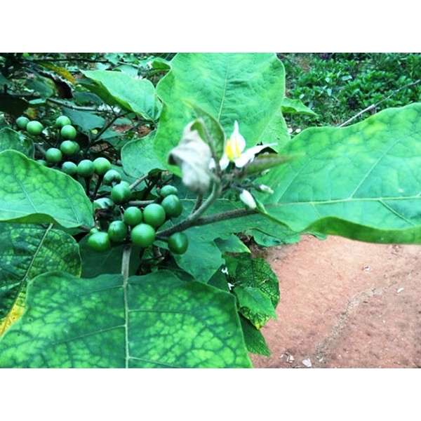 Cây giống Cà Đắng