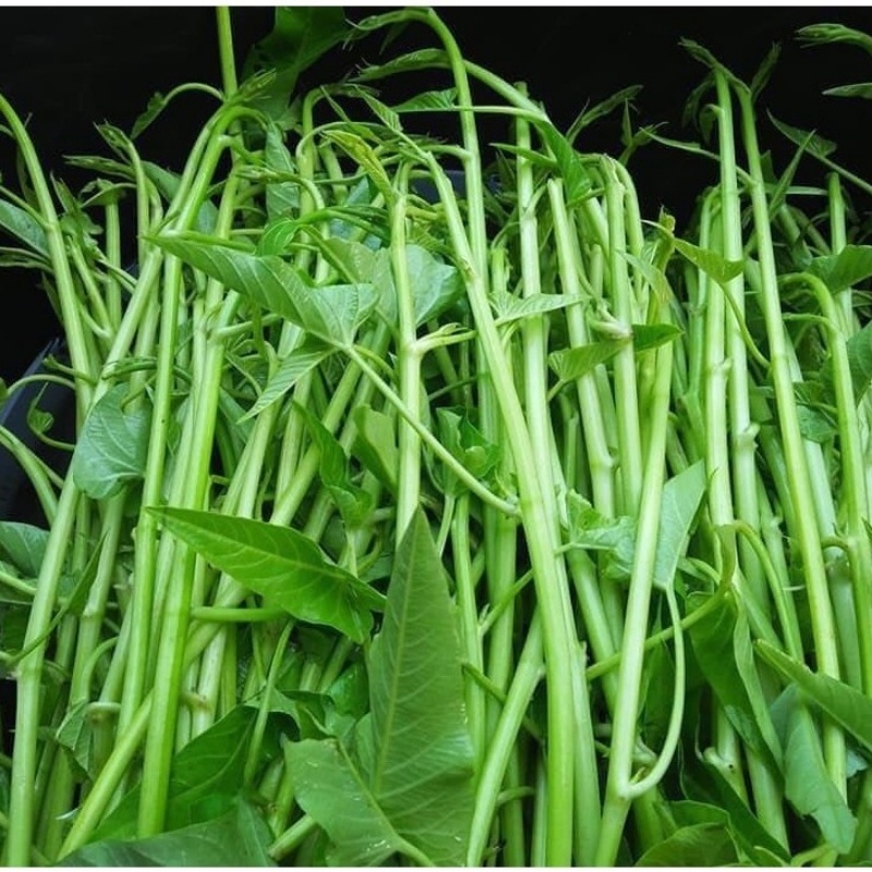 Hạt giống rau muống cao sản 50 hạt siêu ngọn ngon giòn ngọt - rau củ quả trồng chậu, sân vườn ban công RADO 12