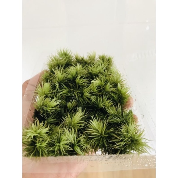 Rêu Giganteum hộp 10x15cm