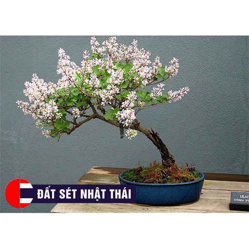 KHUÔN CẮT HOA ANH ĐÀO SAKURA 5 CÁNH LÀM HOA ĐẤT SÉT, HOA ĐƯỜNG, XÔI HOA ĐẬU, HOA BÁNH KEM, RAU CÂU