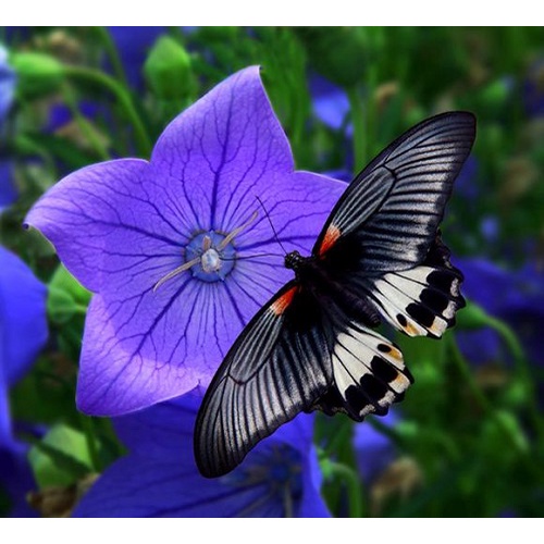 DEAL 1K - HOA CÁT CÁNH TƯỢNG TRƯNG CHO 1 TÌNH YÊU BỀN BỈ