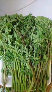 BÚN RAU CHÙM NGÂY