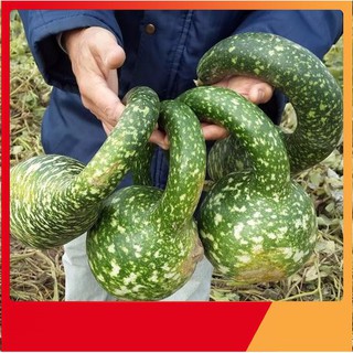 Hạt Giống Bầu Thiên Nga