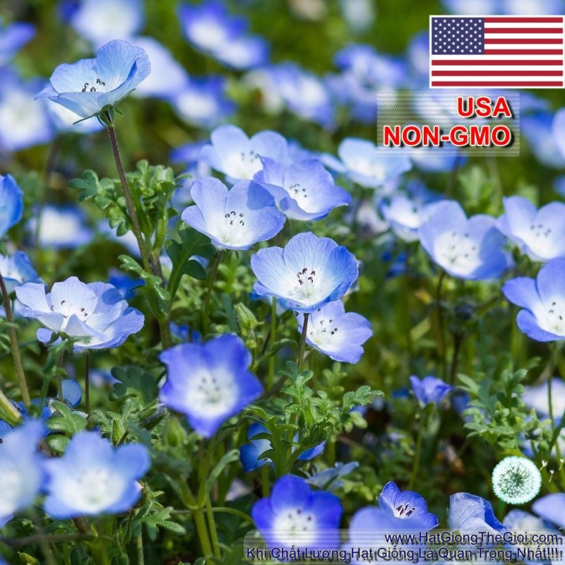 20h Hạt Giống Hoa Tình Yêu BABY BLUE