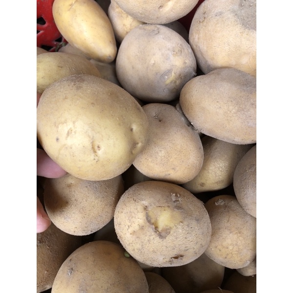 Khoai Tây to ngon, bở và hàng tươi ngon mỗi ngày đóng gói 1kg