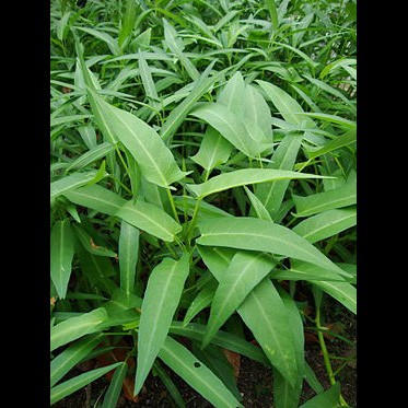 1KG Hạt Giống Rau Muống Tre Thái Lan