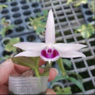 Hoa phong lan phi điệp 5ct gieo hạt