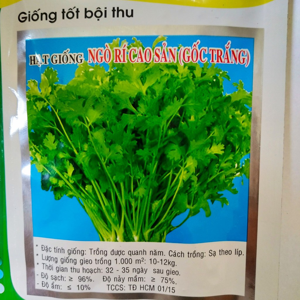 Hạt giống NGÒ RÍ CAO SẢN - oriandrum sativum seeds