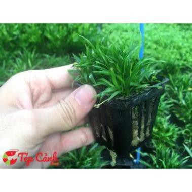 Cây thủy sinh Cỏ Đỏ tên khoa học là Echinodorus Tenellus