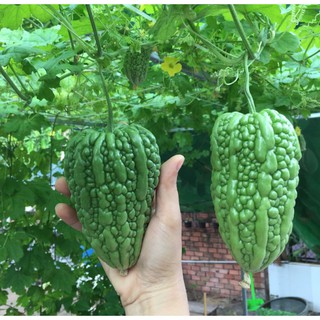 5 Hạt Giống Khổ Qua trái tim F1 Thái Lan (Kèm kích thích hạt nảy mầm)