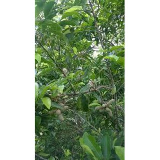 Giống cây Dổi ghép ăn hạt 3 năm ra Quả