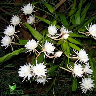 CHẬU CÂY GIỐNG HOA QUỲNH DAO CỔ