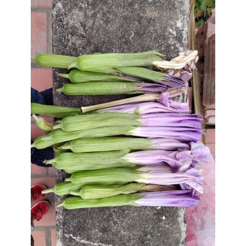 Hoa Cà Độc Dược Khô (1kg)