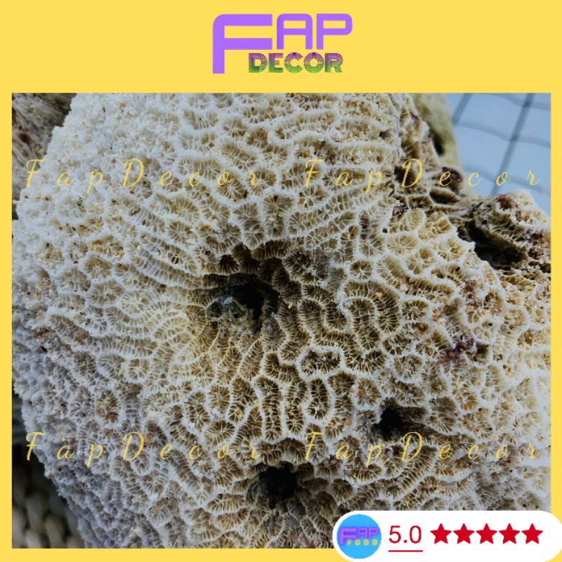 Đá Làm Hòn Non Bộ, Đá Ông Thủy Sinh, Đá Vôi Cứng Họa Tiết Lỗ Làm Hòn Non Bộ, Thủy Sinh Decor Nhà Cửa - FapFood