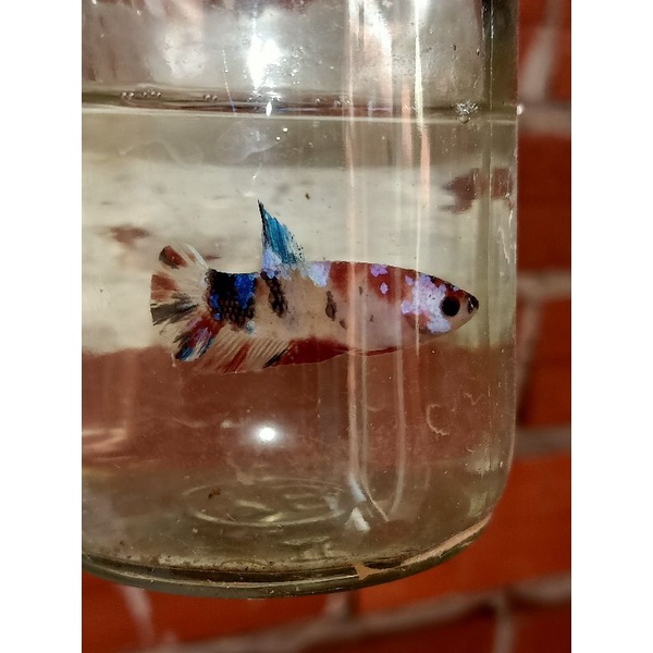 Cá betta KOI GLX Siêu Đẹp size vừa-1Con trống tặng thức ăn