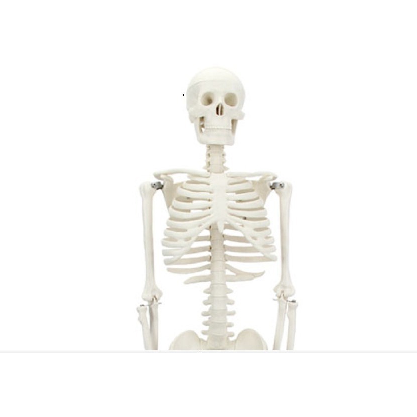 Mô hình giải phẫu hệ xương người cao 85cm