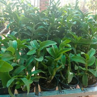 Hoa lan đen rô nắng Bò Tím