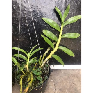 Cây giống Lan Trúc phật bà