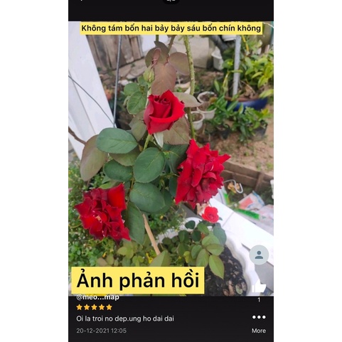 Caykiengsadec Hồng teza siêu nụ màu đỏ+ tặng phân bón-hoa kiểng lá-trang trí nội thất cảnh quan sân vườn ngoài trời