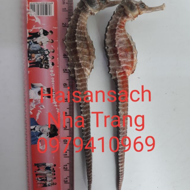 [Mã GROSALE2703 giảm 8% đơn 250K] 2 con cá ngựa size đại 14-16cm. Hải mã Nha Trang