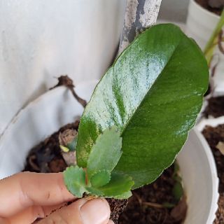 Cây sống đời thái giống mới