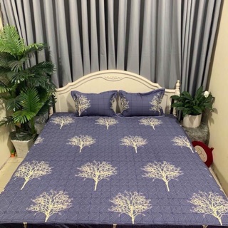 Bộ ga chun cotton Hàn Quốc 1,6*2m