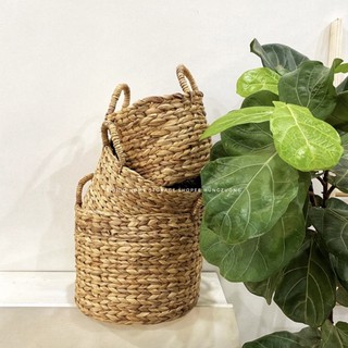Giỏ lục bình trồng cây