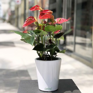 Chậu sơn tròn vát 2 size - Chậu nhựa tự dưỡng Catleza